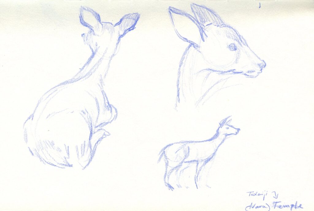 Jelínci z Tódaidži chrámu, Japonsko / Deer in Todaiji Temple, Japan